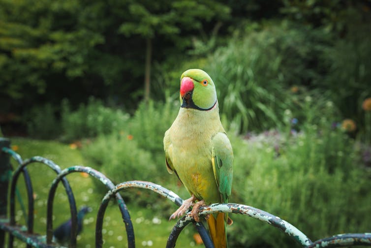 Parakeet on a park fence