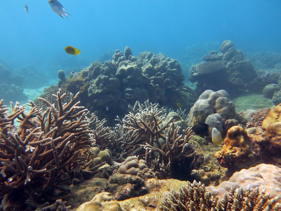 Obituaries for coral reefs may be premature, study finds