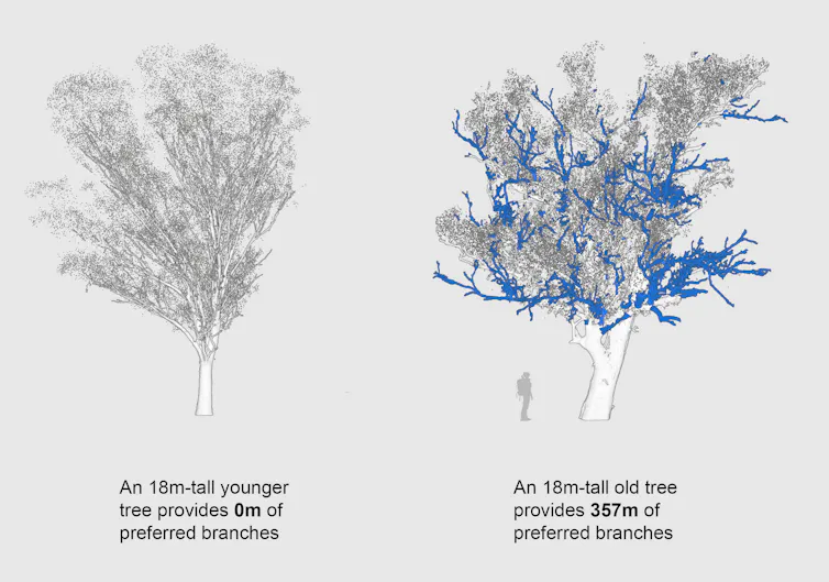 A figure of a younger tree with no wildlife-preferred branches and an old tree with a large number of such branches