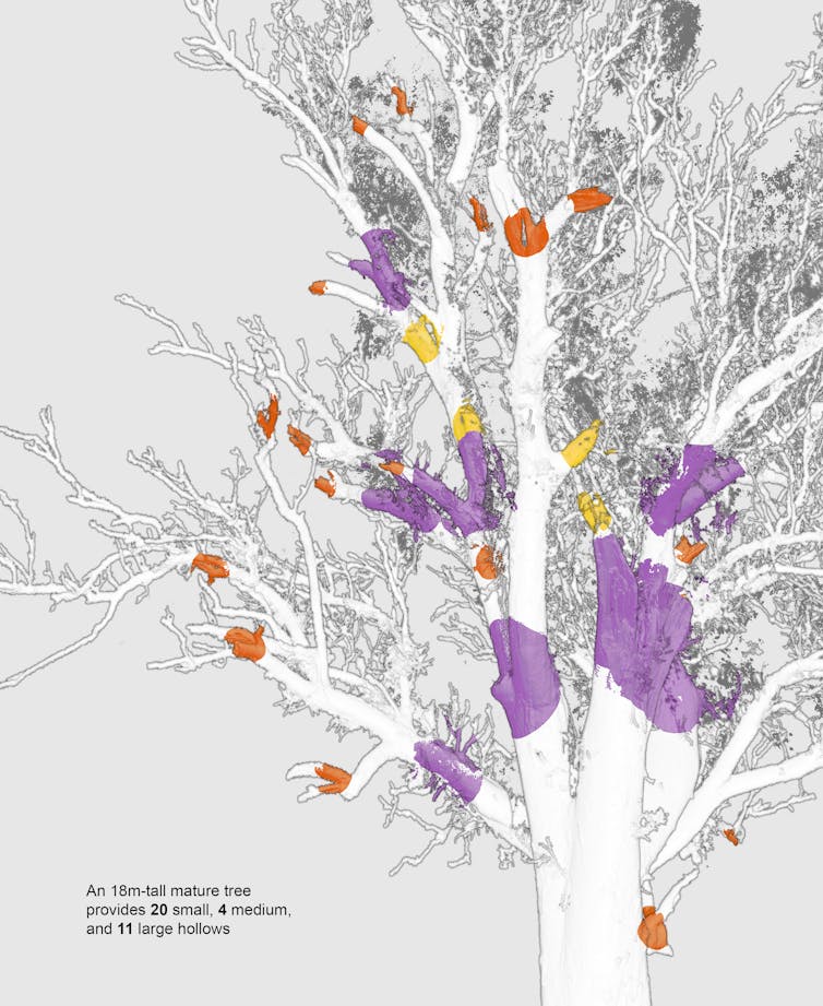A large old tree with colours indicationg hollow locations.