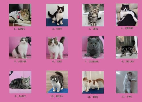 How MPs’ ‘abandoned’ cats became the unexpected symbol of Indonesia’s protests