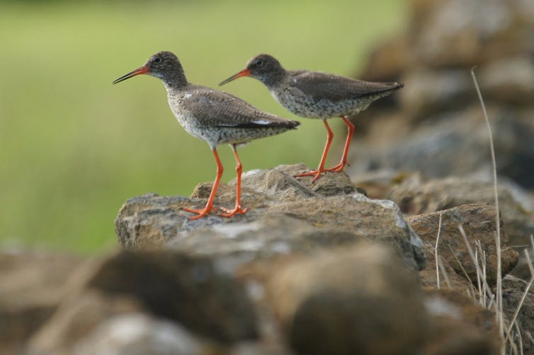 Two small birds on a rock with red legs that appear long for their small bodies.