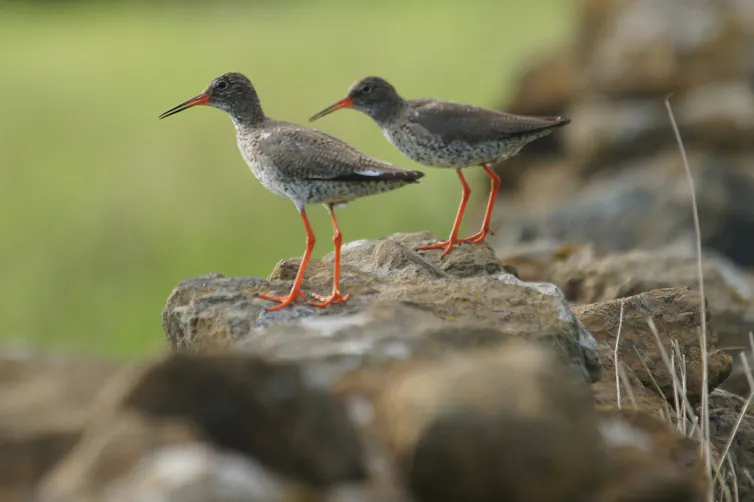 Two small birds on a rock with red legs that appear long for their small bodies.