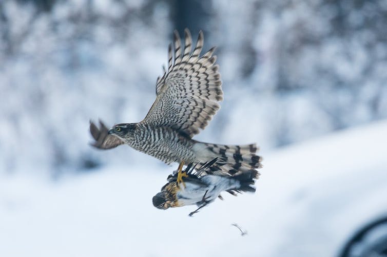 A hawk carries a smaller bird in its talons as it flies.