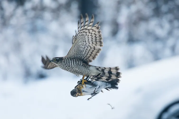 A hawk carries a smaller bird in its talons as it flies.
