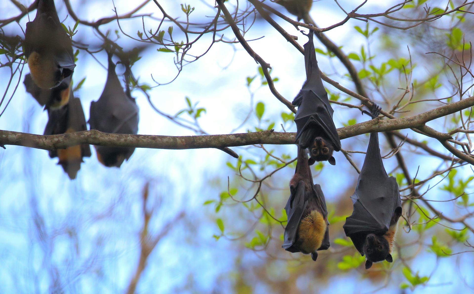 Six flying foxes hang from a tree.
