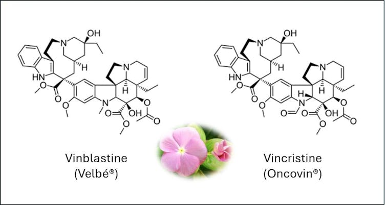From conventional medication on most cancers remedy: extraordinary future of the Pervention de Madagascar 1 file 20250905 67 ac55jd.jpg?ixlib=rb 4.1