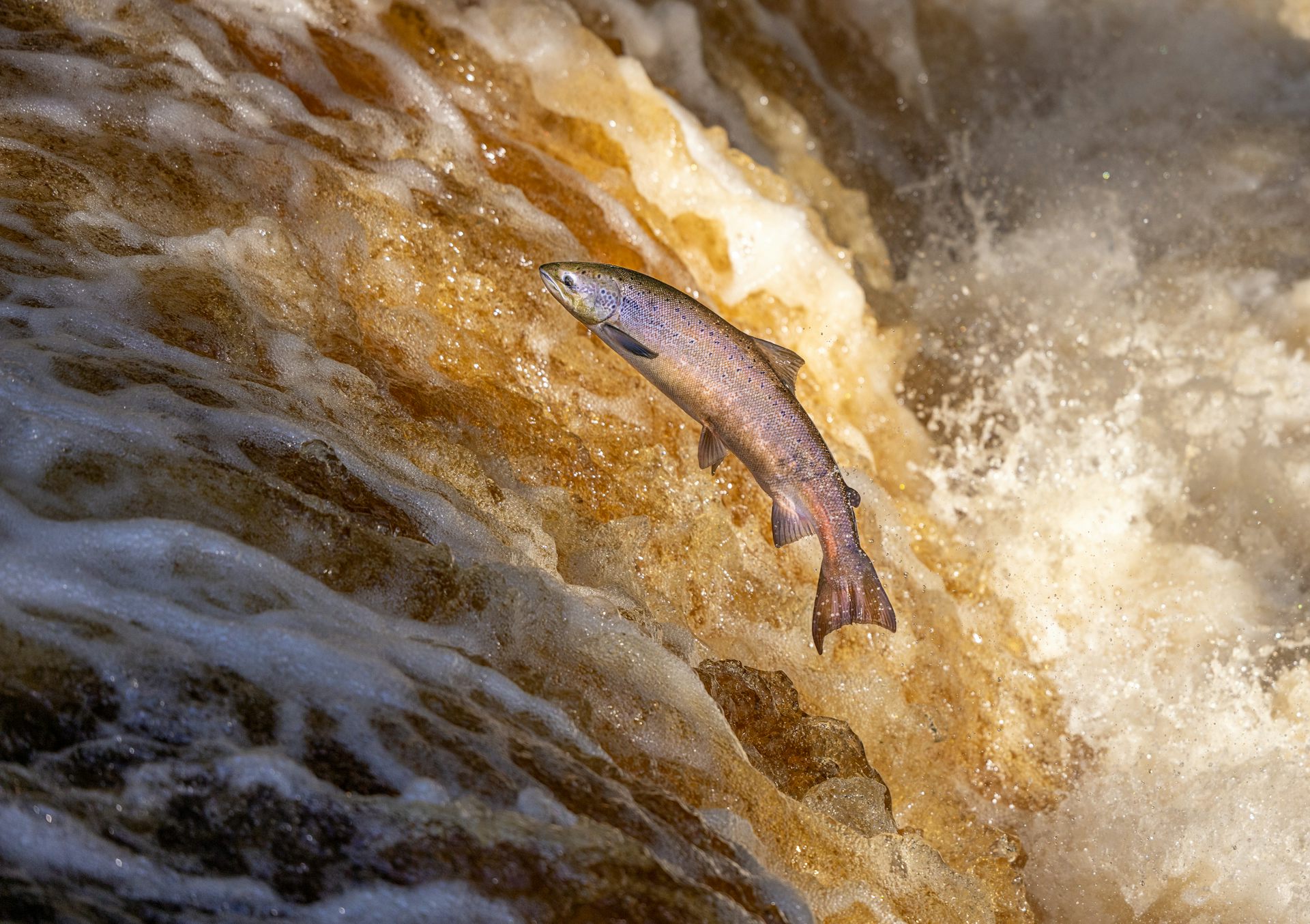 Salmón remontando las aguas de un río