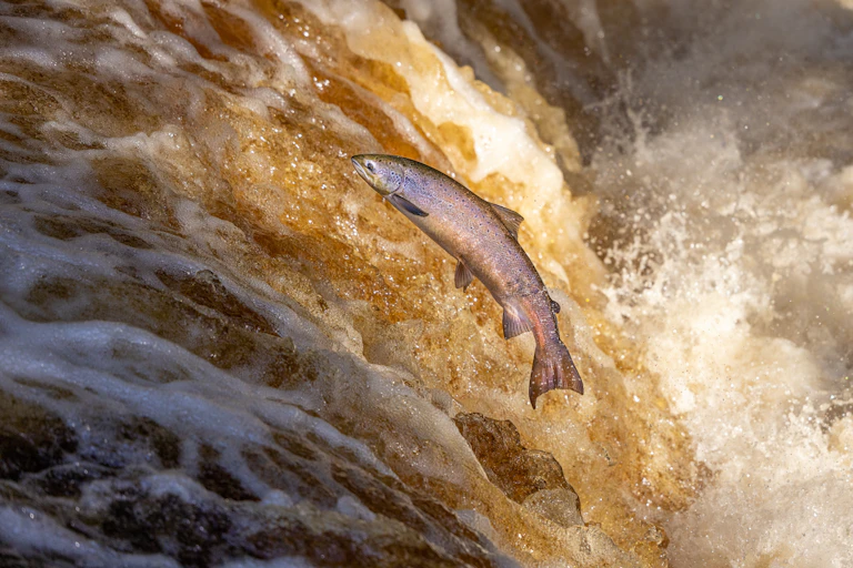 Salmón remontando las aguas de un río