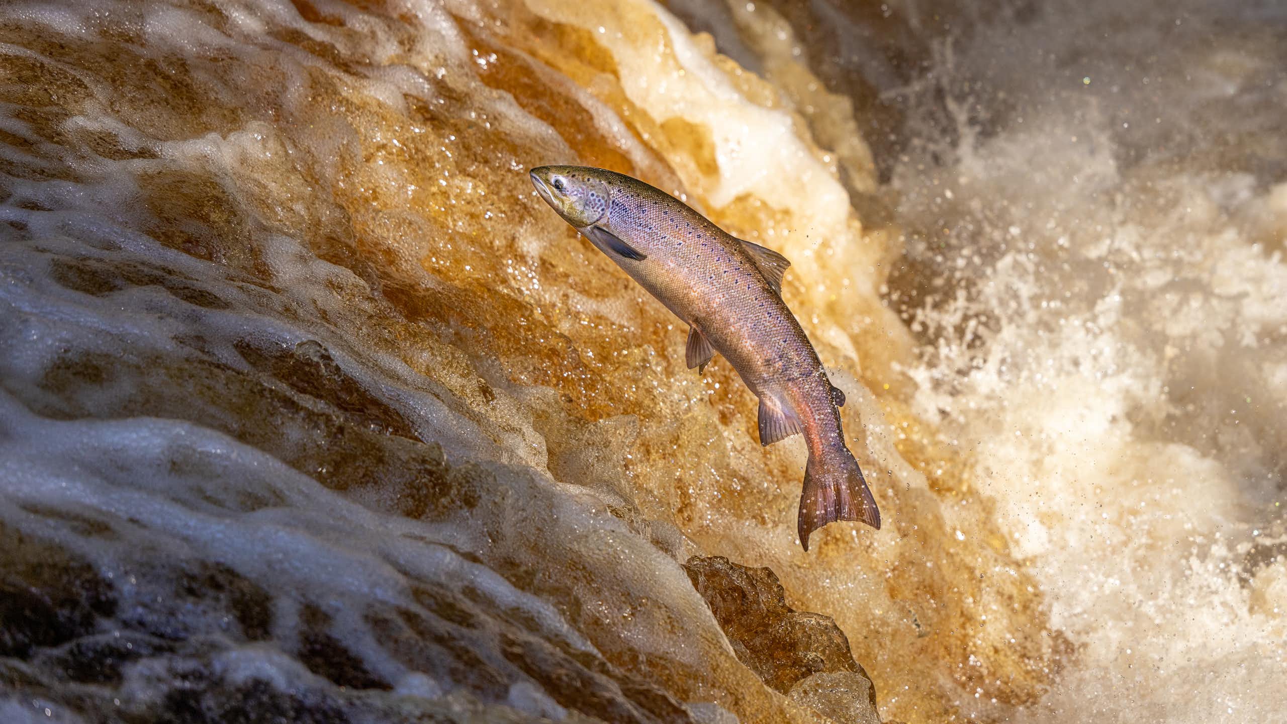 Salmón remontando las aguas de un río