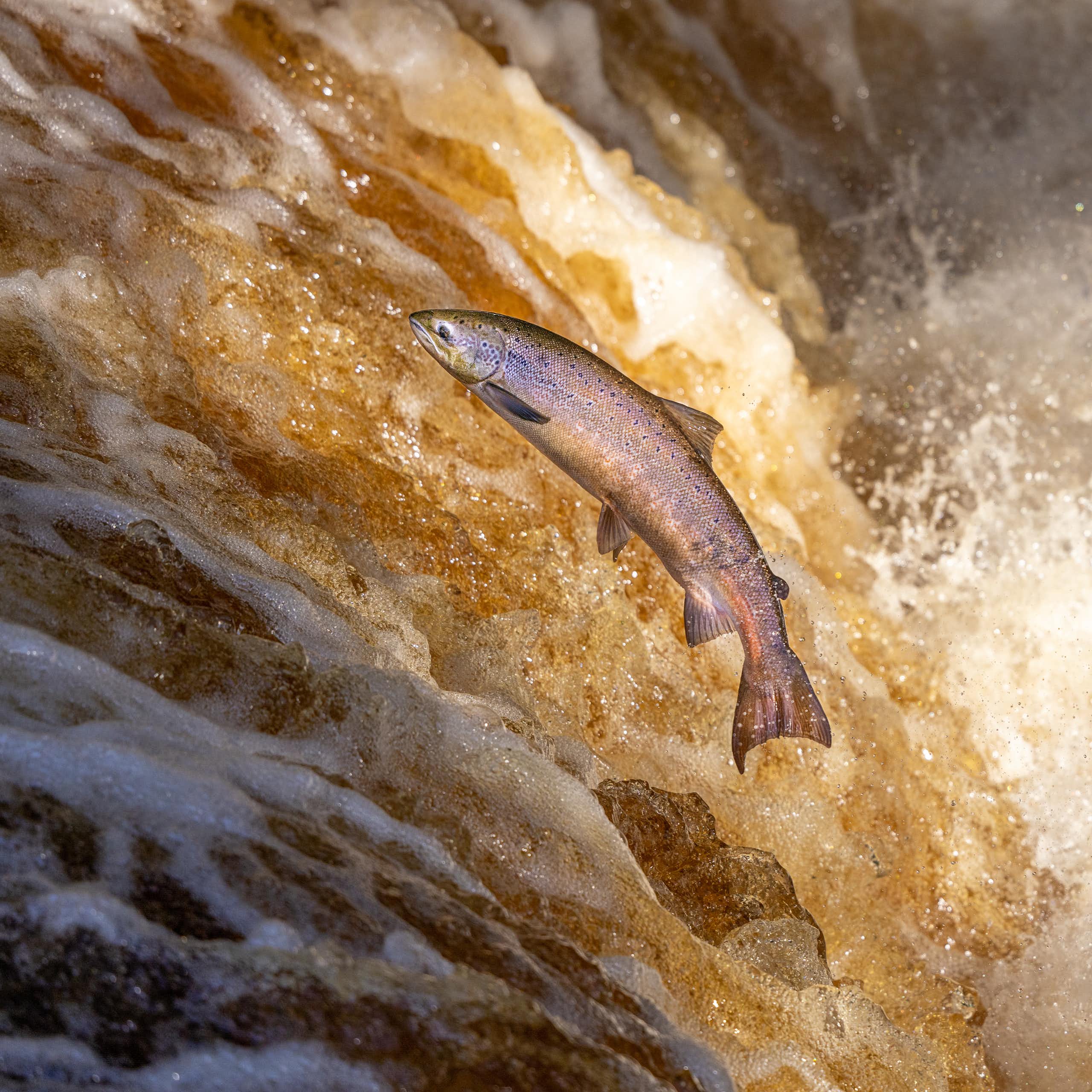 Salmón remontando las aguas de un río