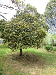 Azahar de la China.