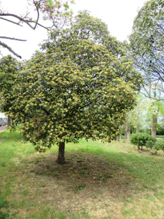 Azahar de la China.