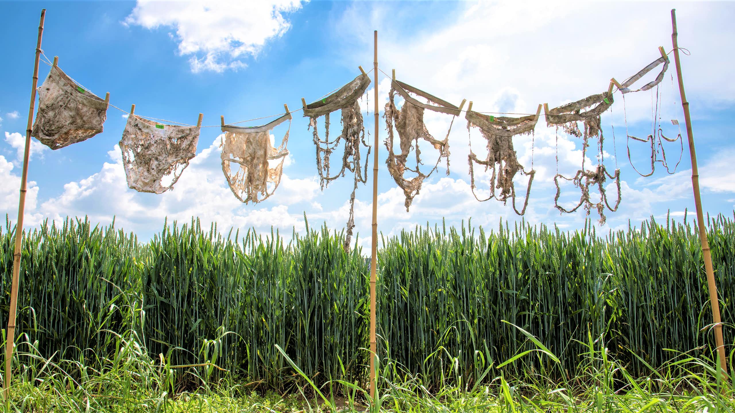Du slip troué aux sachets de thé, quelques indicateurs pour mesurer la santé des sols