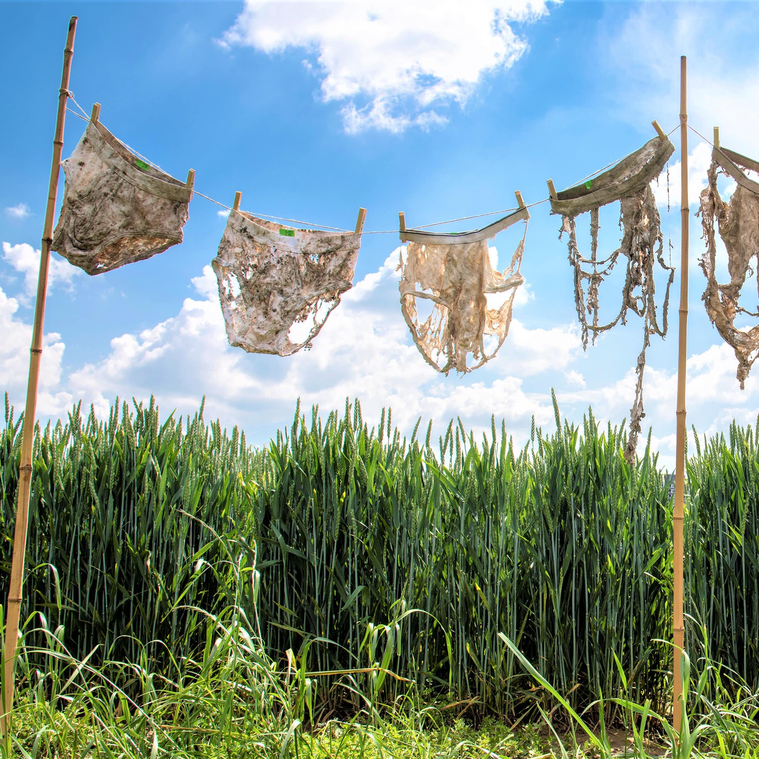 Du slip troué aux sachets de thé, quelques indicateurs pour mesurer la santé des sols