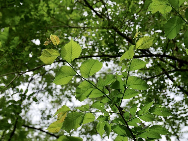 Ramas y hojas de un árbol