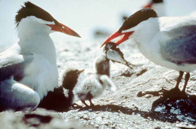 A tern with a bright orange beak carries a small fish as tiny tern chick eats parts of it. Another tern keeps a tiny tern chick warm.