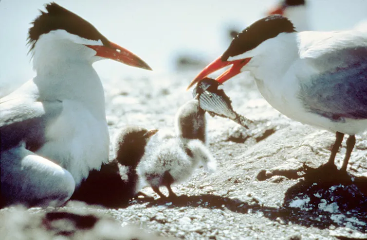 A tern with a bright orange beak carries a small fish as tiny tern chick eats parts of it. Another tern keeps a tiny tern chick warm.