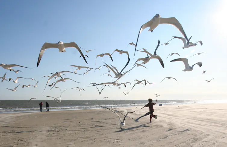 A flock of seagulls takes off as a child runs down a beach into the group.