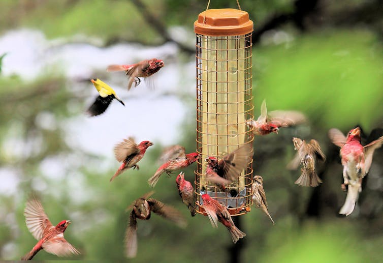 More than a dozen red birds flutter around a backyard bird feeder trying to get close enough to grab some seeds.