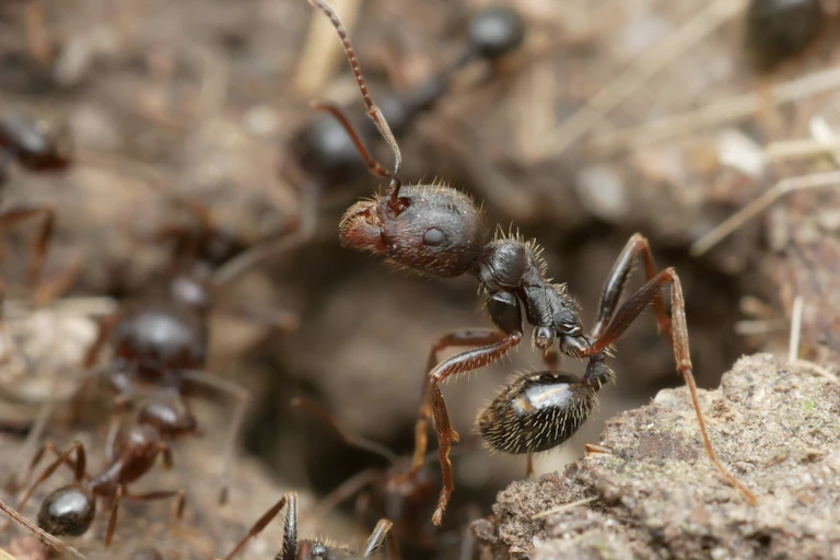 Iberian harvester ants