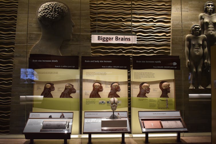 Bajo el título 'Bigger Brains' Seis modelos de una cabeza de homínido con otro texto en caso de elemento de exhibición