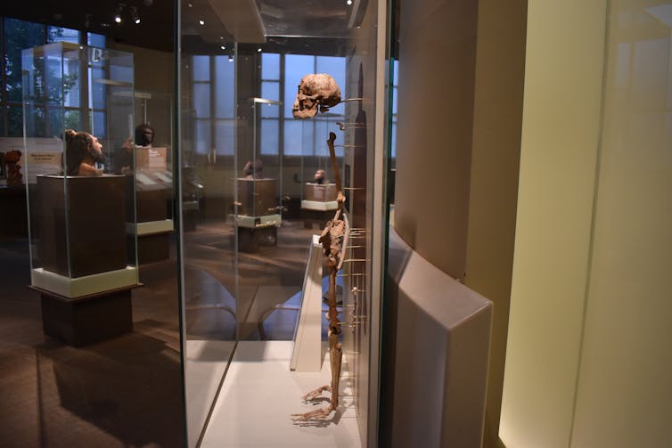 Vista en el lado a través de la caja del Museo de Glass de un esqueleto parcial permanente