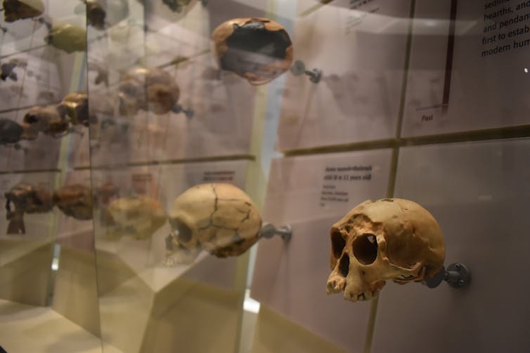 Múltiples calaveras detrás de vidrio con anotaciones de texto en caso de museos.