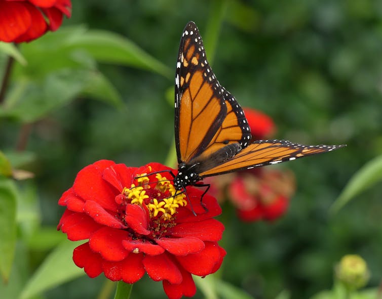 biodiversity