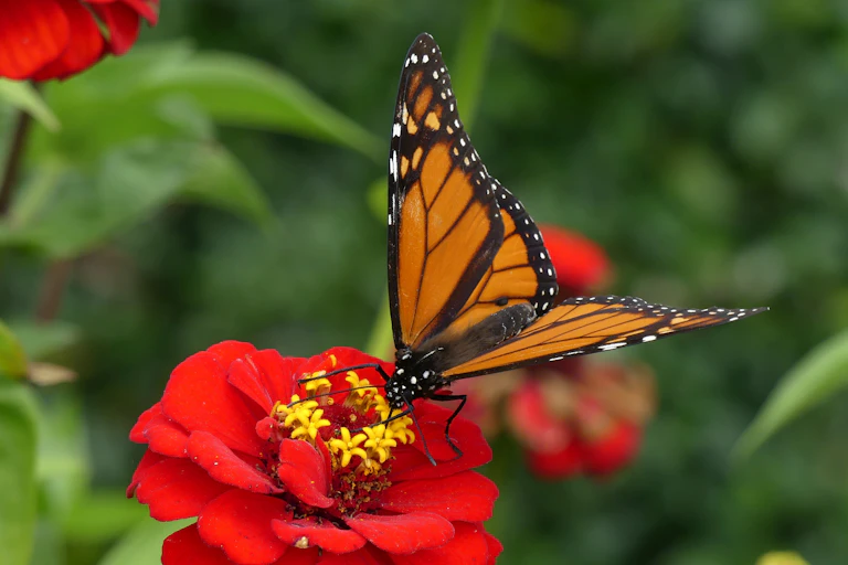 A black and orange butterfly collecting nectar from a flower with red petals.