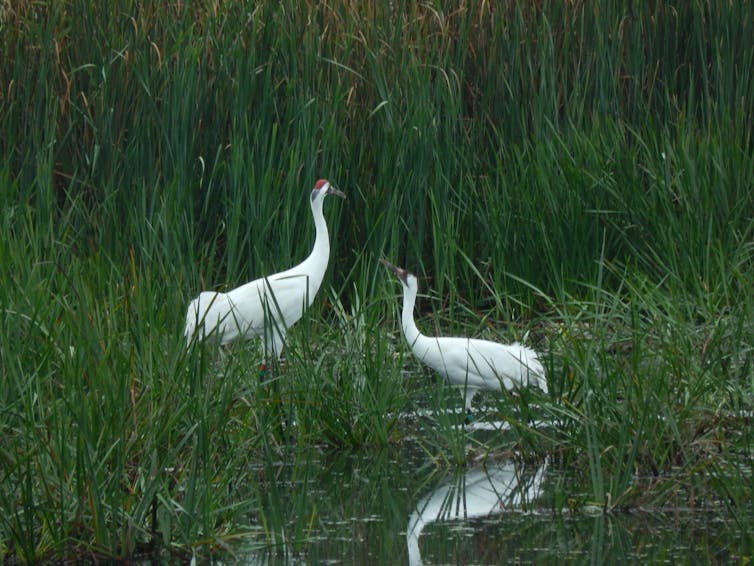 two large white birds with long beaks in a green marshland