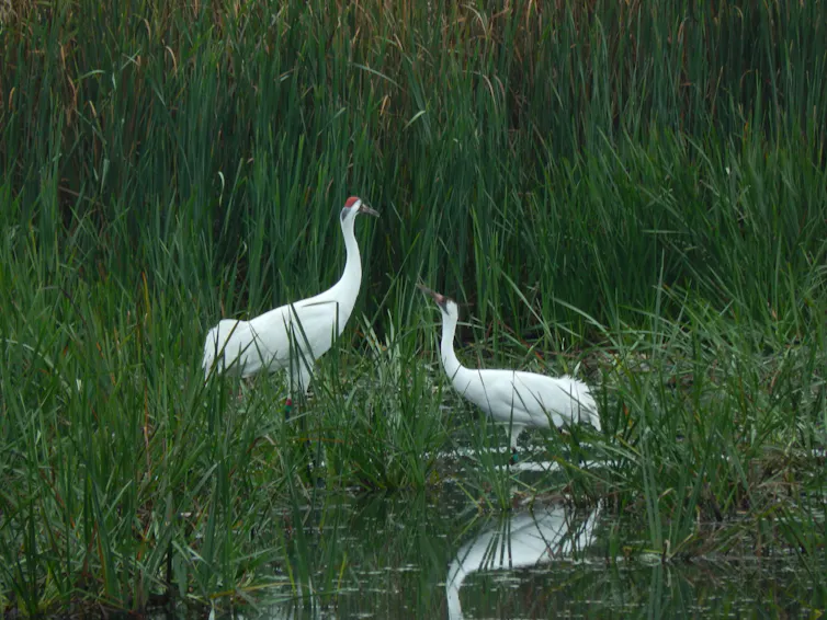 two large white birds with long beaks in a green marshland