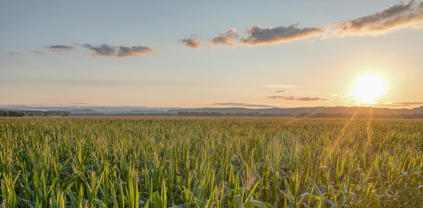 photo of Bacteria attached to charcoal could help keep an infamous ‘forever chemical’ out of waterways image
