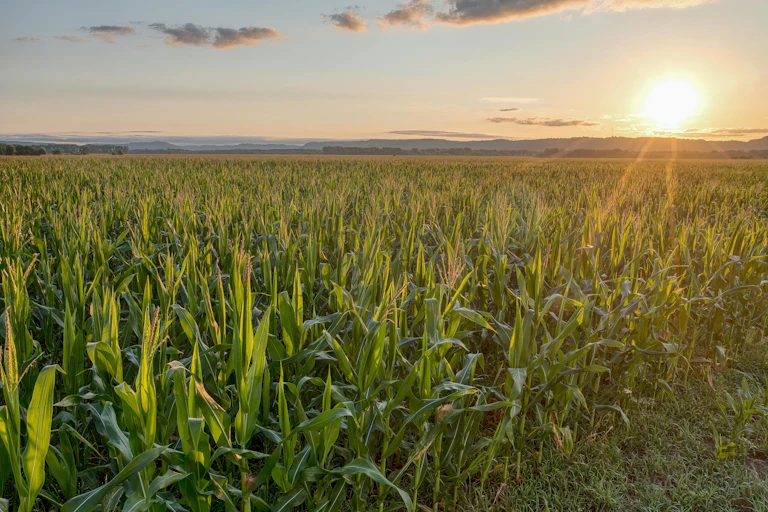 a cornfield at sunset