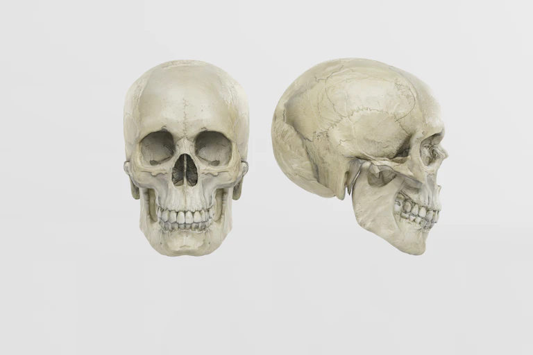 A human skull from two angles.