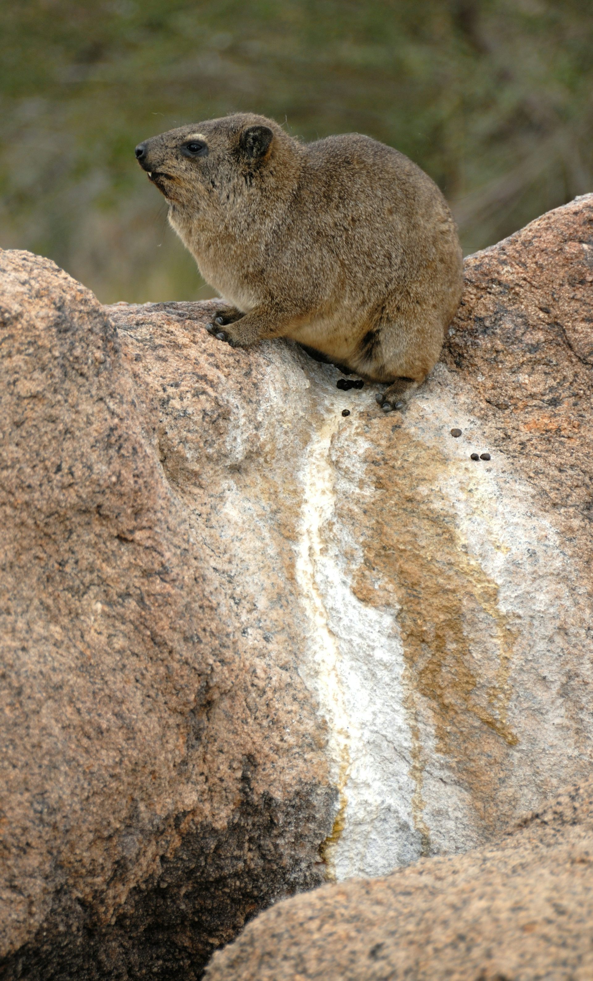 Small animal on a rock