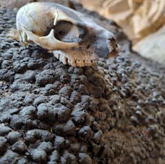 Animal skull on pile of dark lumpy material