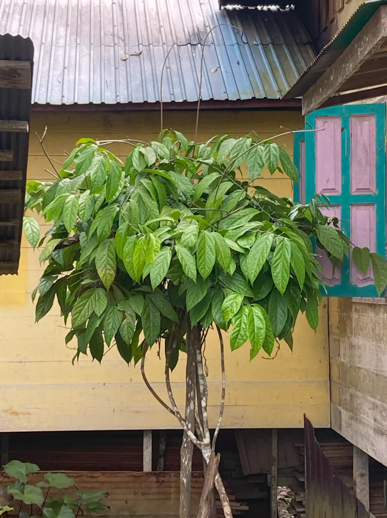 Pohon sungkai yang daunnya bisa dijadikan penyedap rasa alami dan obat herbal.