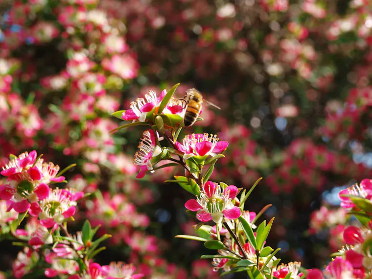 A bee sits on a flower in Tasmania.