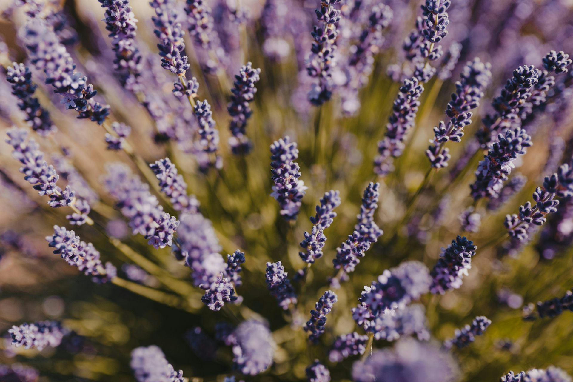 A field of lavender