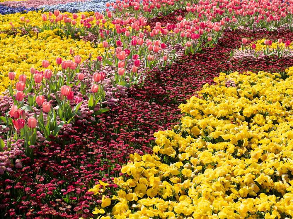 How do flowers know it’s spring? A botanist explains