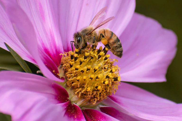 An orange and yellow bee sitting on a pink flower