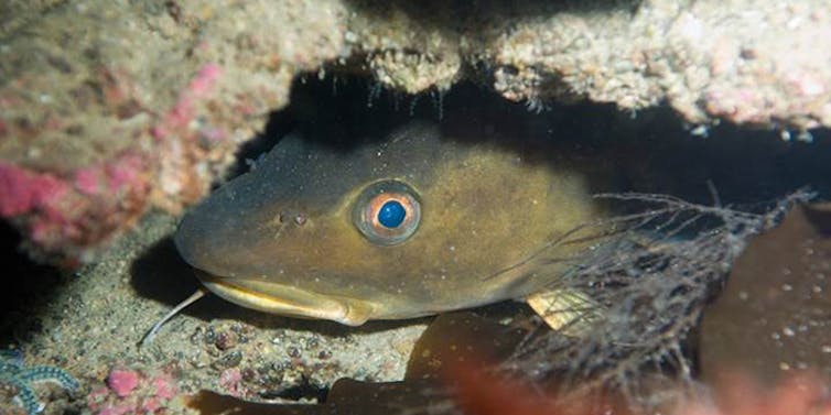 cod fish in rocks