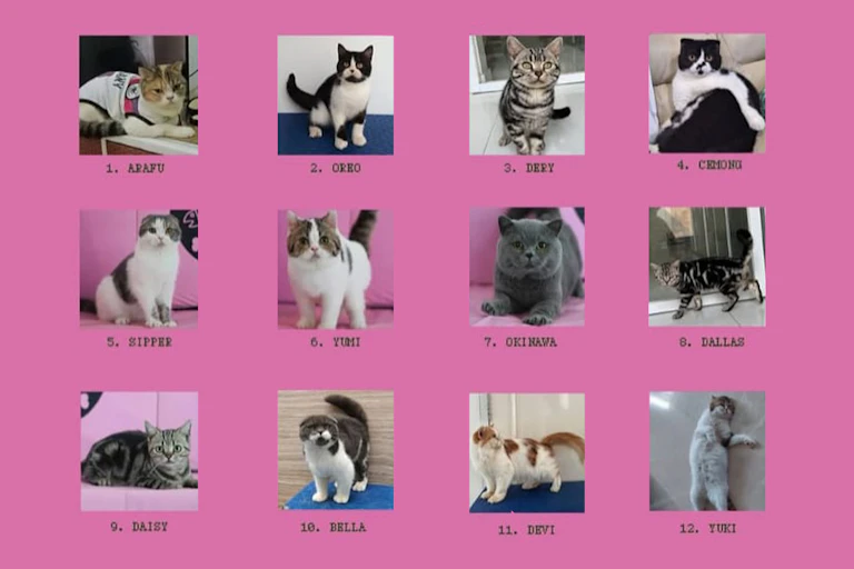 Gambar kucing-kucing yang hilang saat penjarahan