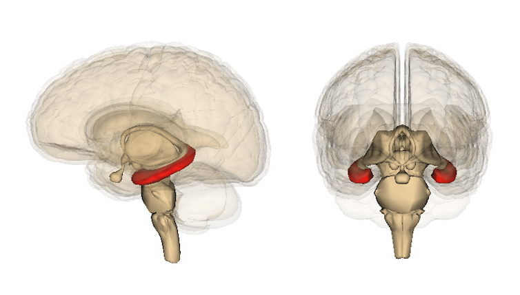 deux vues du cerveau humain pour localiser l’hippocampe