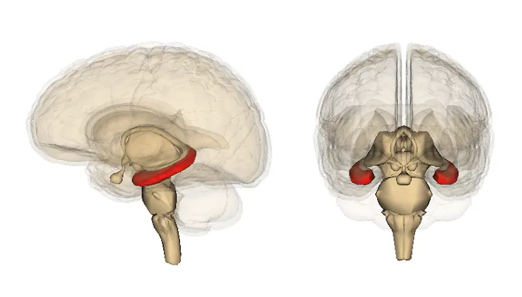 deux vues du cerveau humain pour localiser l’hippocampe