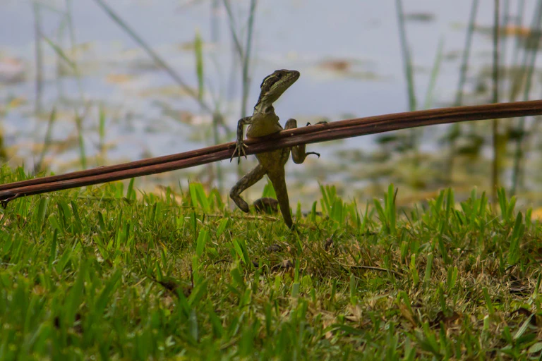 A small lizard clings to a horizontal stick