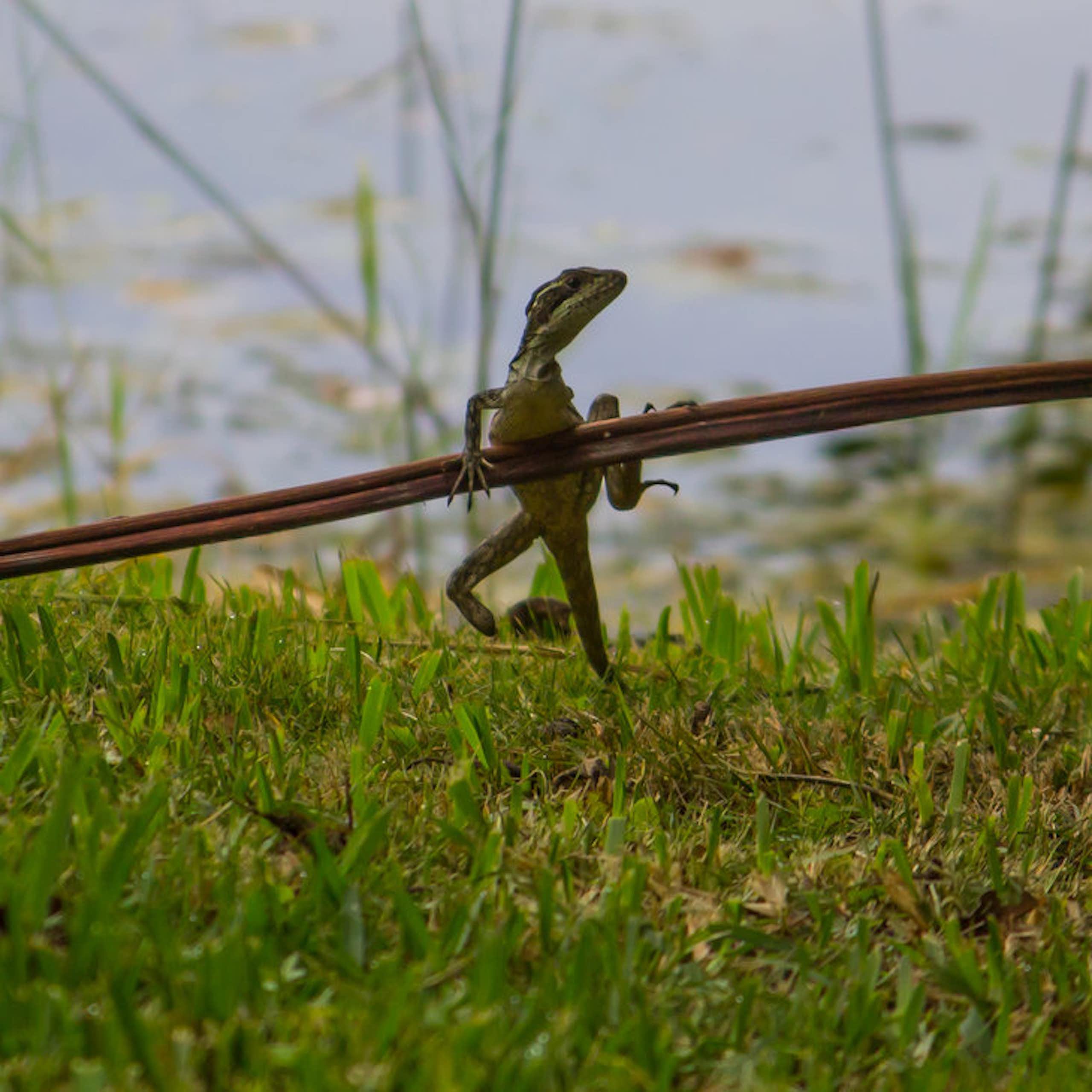 A small lizard clings to a horizontal stick