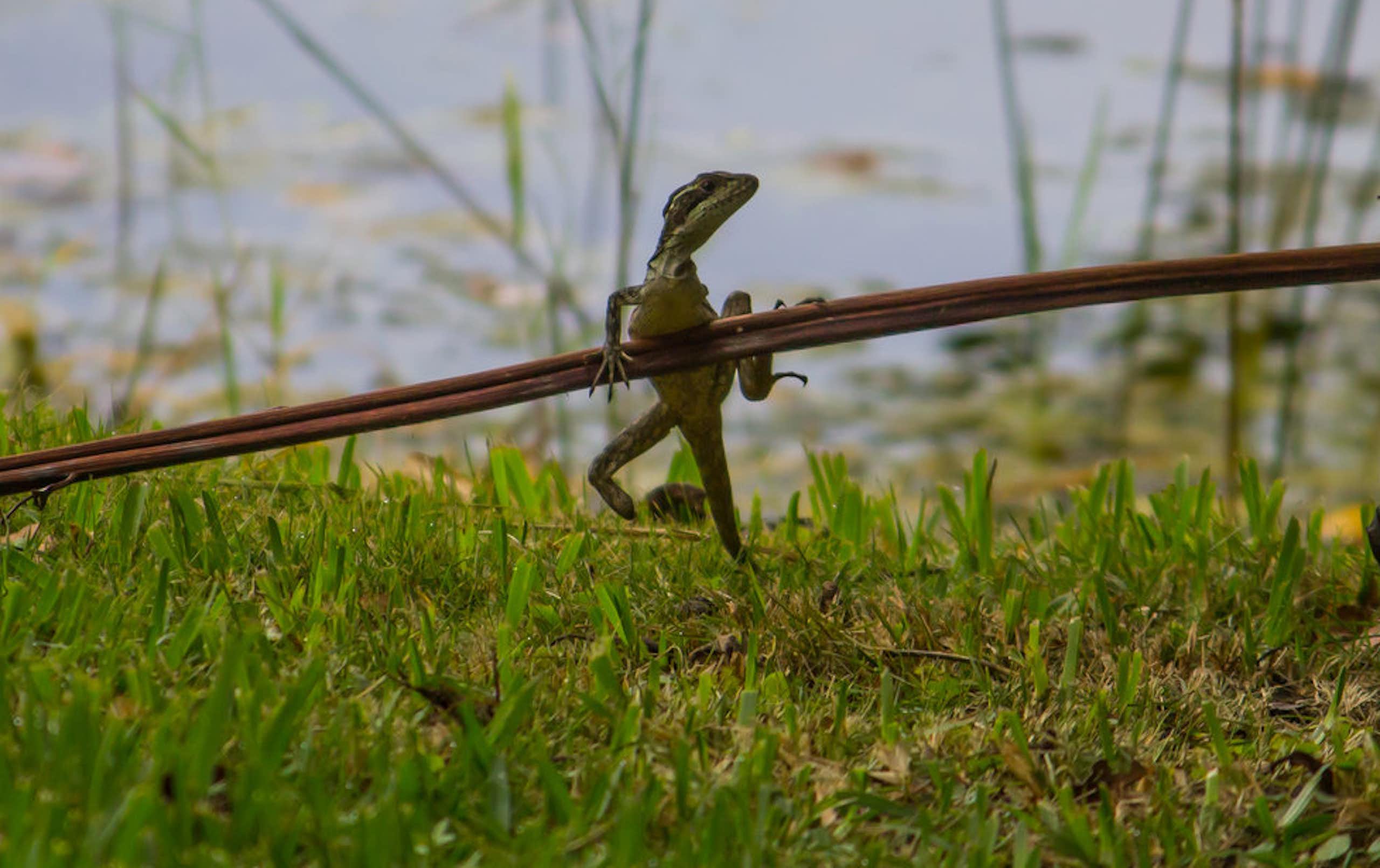 A small lizard clings to a horizontal stick