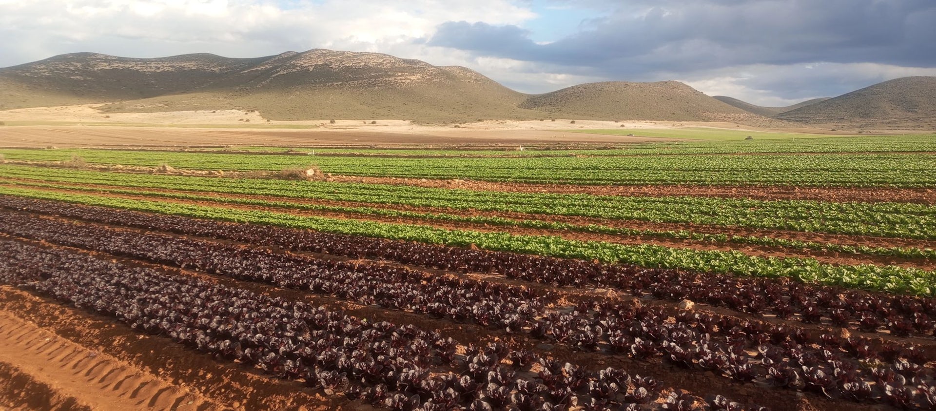 Tres cambios cruciales en el sistema alimentario para no devorar el planeta
